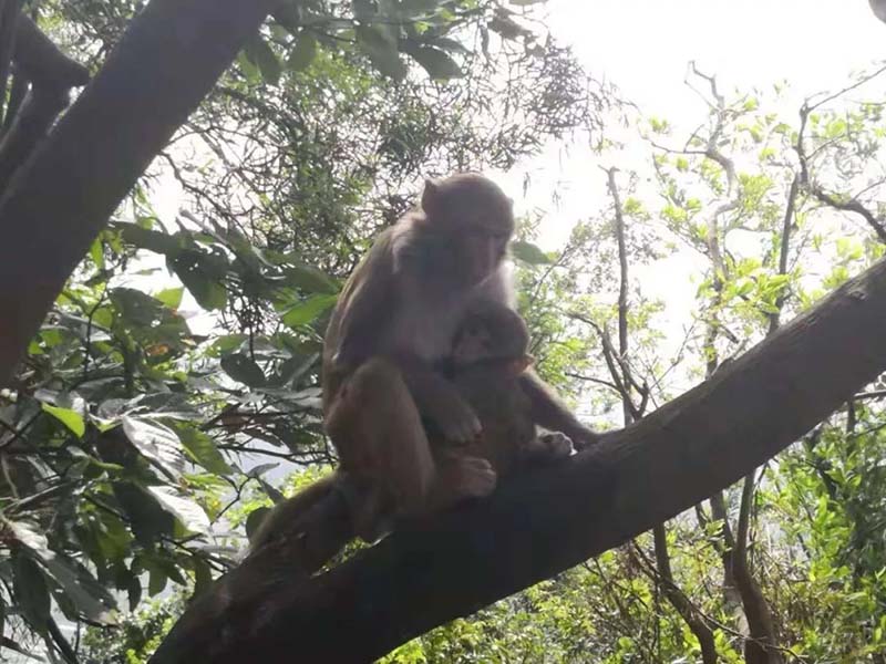 塘朗山攀登之行 塘朗山攀登之行